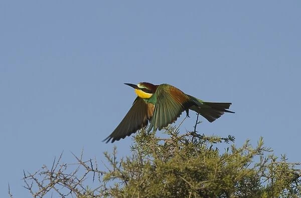 European Bee-eater (Merops apiaster) adult, in flight, taking off from bush in steppe, Spain, may