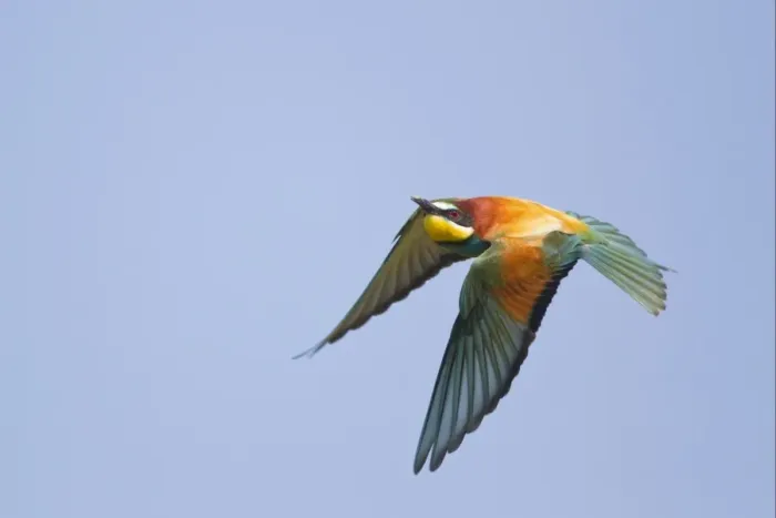 Framed Print : European Bee-eater (Merops apiaster) adult, in flight, Bulgaria, may
