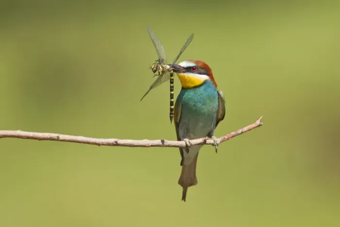 Framed Print : European Bee-eater (Merops apiaster) adult, feeding, with dragonfly in beak, perched on twig, Gabarevo Framed Print : European Bee-eater (Merops apiaster) adult, feeding, with dragonfly in beak, perched on twig, Gabarevo