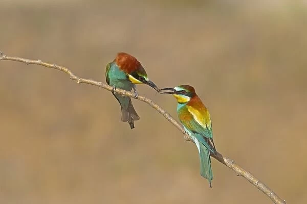 European Bee-eater (Merops apiaster) adult pair, courtship feeding, male passing insect to female, perched on twig