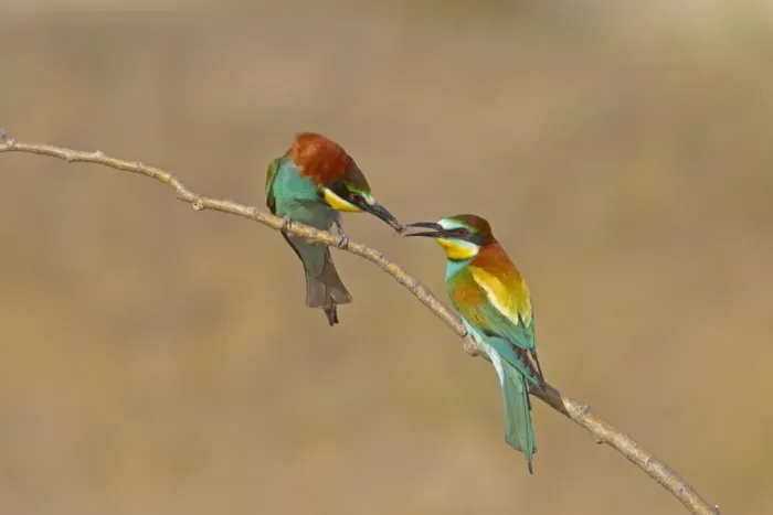Framed Print : European Bee-eater (Merops apiaster) adult pair, courtship feeding, male passing insect to female, perched on twig