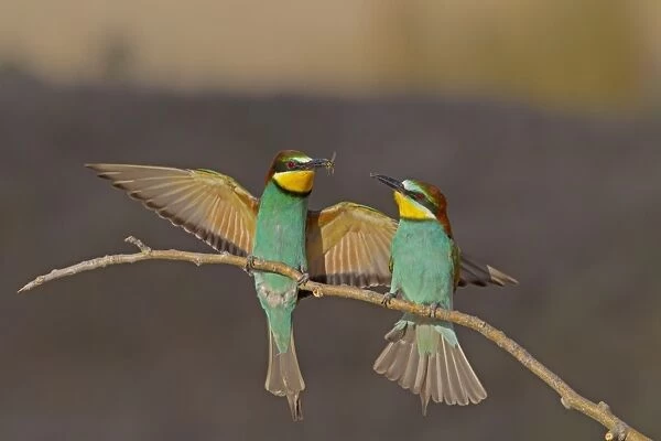 European Bee-eater (Merops apiaster) adult pair, courtship feeding, male passing insect to female, perched on twig