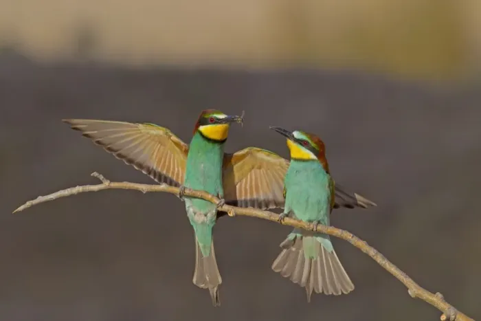 Framed Print : European Bee-eater (Merops apiaster) adult pair, courtship feeding, male passing insect to female, perched on twig Framed Print : European Bee-eater (Merops apiaster) adult pair, courtship feeding, male passing insect to female, perched on twig