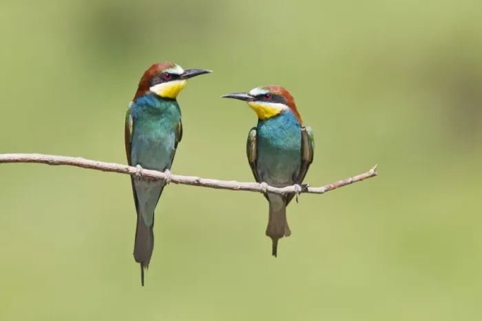 Framed Print : European Bee-eater (Merops apiaster) adult pair, perched on twig, Bulgaria, June Framed Print : European Bee-eater (Merops apiaster) adult pair, perched on twig, Bulgaria, June