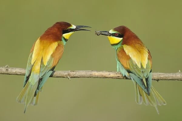 European Bee-eater (Merops apiaster) adult pair, courtship feeding, passing bee, perched on twig, Bulgaria, may