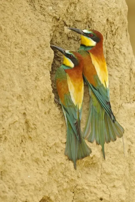 Framed Print : European Bee-eater (Merops apiaster) adult pair, at nesting burrow entrance, Bulgaria, may Framed Print : European Bee-eater (Merops apiaster) adult pair, at nesting burrow entrance, Bulgaria, may