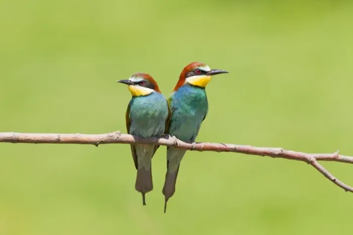 Framed Print : European Bee-eater (Merops apiaster) adult pair, perched on branch, Gabarevo, Stara Zagora Province, Bulgaria, June Framed Print : European Bee-eater (Merops apiaster) adult pair, perched on branch, Gabarevo, Stara Zagora Province, Bulgaria, June