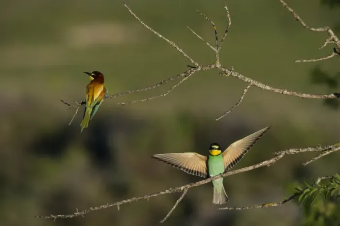 Framed Print : European Bee-eater (Merops apiaster) two adults, perched on twigs in steppe, Spain, may