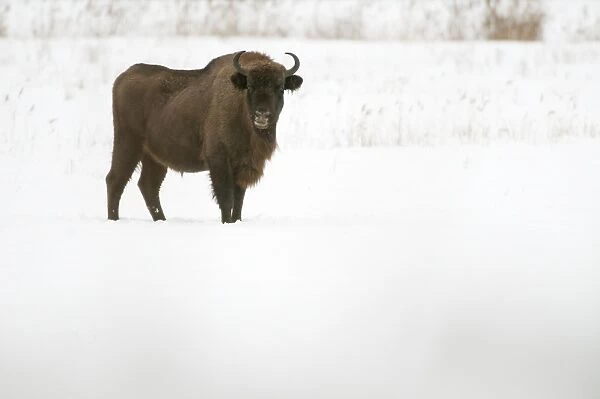 European Bison (Bison bonasus) adult, standing in snow covered meadow, Bialowieza N. P