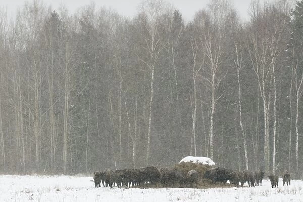 European Bison (Bison bonasus) adult females and calves, herd gathered around feeding station in snow covered meadow at