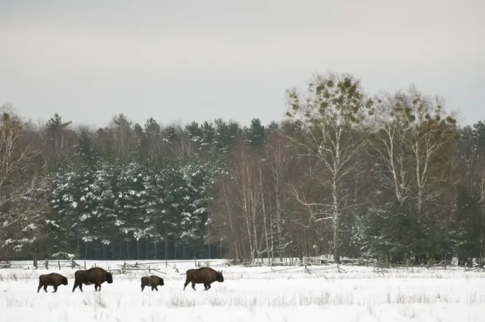 Framed Print : European Bison (Bison bonasus) adult females and calves, walking in snow covered meadow at edge of forest habitat Framed Print : European Bison (Bison bonasus) adult females and calves, walking in snow covered meadow at edge of forest habitat