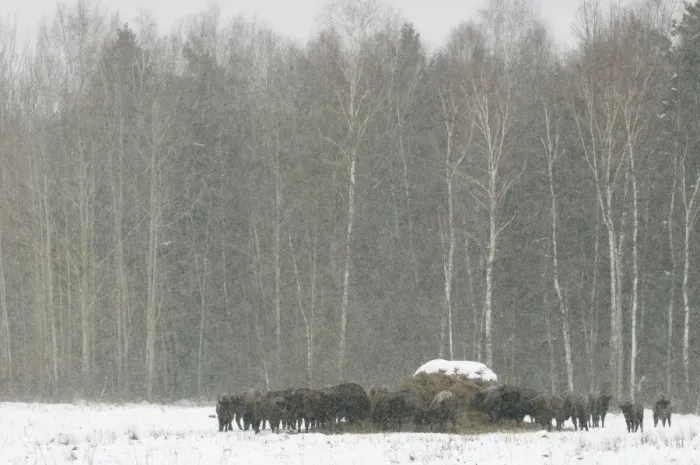 Framed Print : European Bison (Bison bonasus) adult females and calves, herd gathered around feeding station in snow covered meadow Framed Print : European Bison (Bison bonasus) adult females and calves, herd gathered around feeding station in snow covered meadow