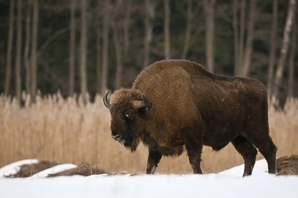 European Bison (Bison bonasus) adult male, walking on snow covered meadow, Bialowieza N. P