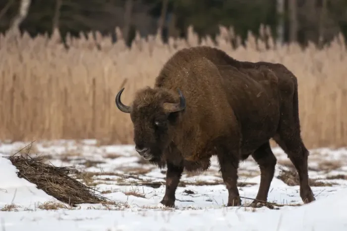 Framed Print : European Bison (Bison bonasus) adult male, walking on snow covered meadow, Bialowieza N. P