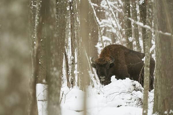 European Bison (Bison bonasus) adult male, standing in snow covered forest habitat, Bialowieza N. P