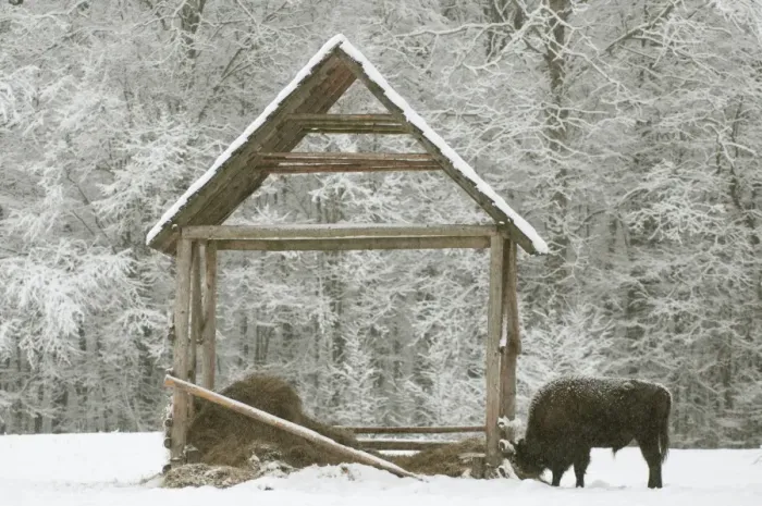 Framed Print : European Bison (Bison bonasus) adult male, at feeding station in snow covered meadow at edge of forest habitat Framed Print : European Bison (Bison bonasus) adult male, at feeding station in snow covered meadow at edge of forest habitat