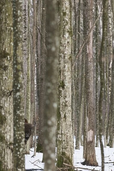 European Bison (Bison bonasus) adult male, peering around tree trunk in snow covered forest habitat, Bialowieza N. P