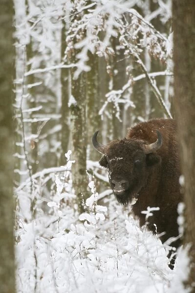 European Bison (Bison bonasus) adult male, with radio tracking collar, standing in snow covered forest, Bialowieza N. P