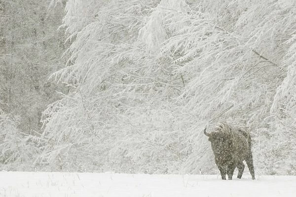 European Bison (Bison bonasus) adult male, standing in snow covered meadow at edge of forest habitat during snowfall