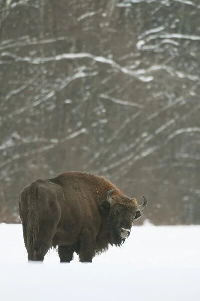 European Bison (Bison bonasus) adult male, standing in snow covered meadow, Bialowieza N. P
