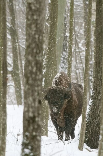 European Bison (Bison bonasus) adult male, standing in snow covered forest during snowfall, Bialowieza N. P