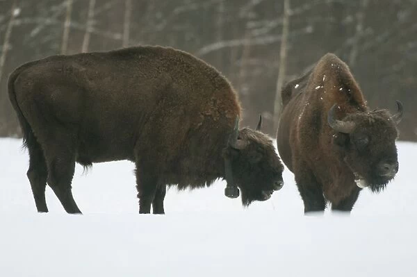 European Bison (Bison bonasus) two adult males, wearing radio tracking collars, standing in snow covered meadow