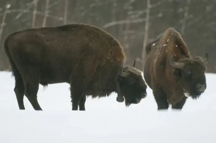 Framed Print : European Bison (Bison bonasus) two adult males, wearing radio tracking collars, standing in snow covered meadow Framed Print : European Bison (Bison bonasus) two adult males, wearing radio tracking collars, standing in snow covered meadow
