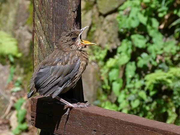 European Blackbird (Turdus merula) young fledgling, calling for food, perched on wooden fence, Cannobina Valley