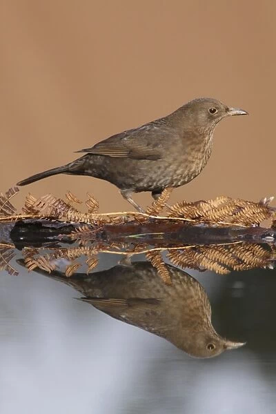 European Blackbird (Turdus merula) adult female, standing at edge of pool with reflection, West Yorkshire, England