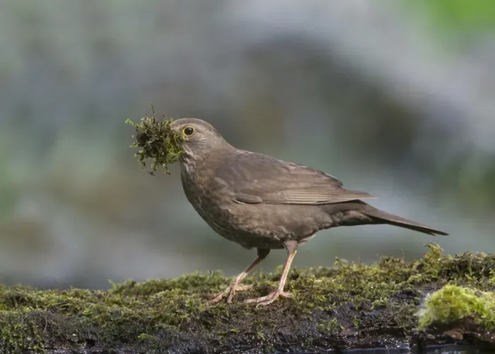 Framed Print : European Blackbird (Turdus merula) adult female, collecting moss nesting material at edge of pool in woodland Framed Print : European Blackbird (Turdus merula) adult female, collecting moss nesting material at edge of pool in woodland