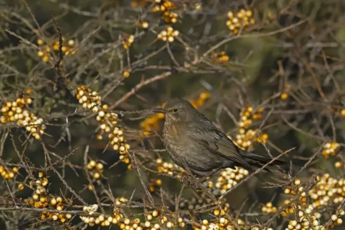 Framed Print : European Blackbird (Turdus merula) adult female, feeding on Sea Buckthorn (Hippophae rhamnoides) berries, Norfolk
