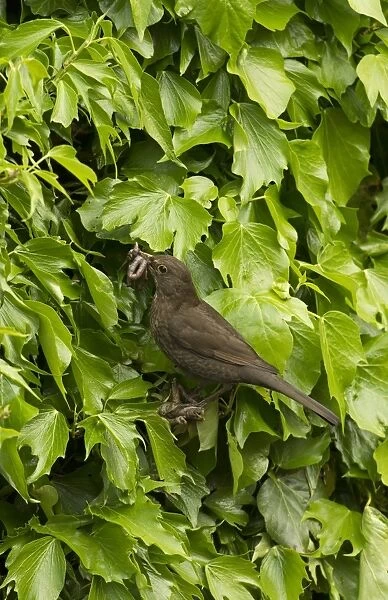 European Blackbird (Turdus merula) adult female, with earthworms in beak, perched at nestsite amongst ivy, England, May