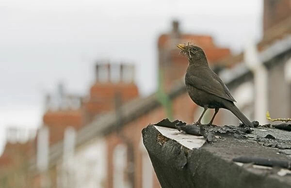 European Blackbird (Turdus merula) adult female, with nesting material in beak, in urban habitat, England, May