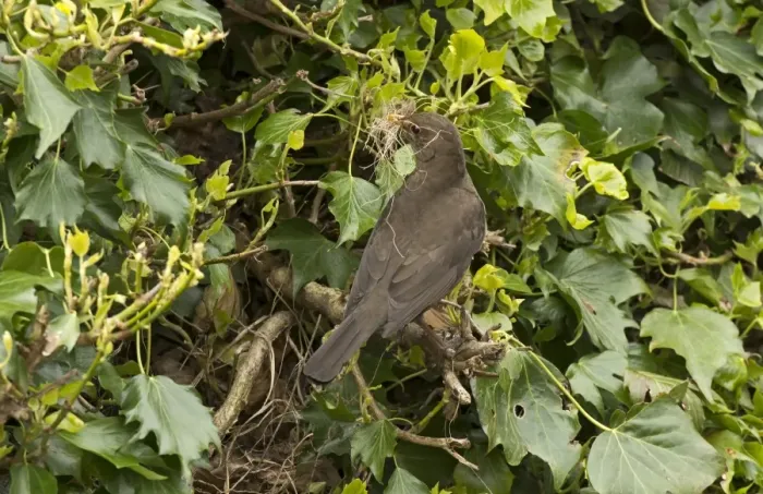 Framed Print : European Blackbird (Turdus merula) adult female, with nesting material in beak, at nestsite amongst ivy, England, May Framed Print : European Blackbird (Turdus merula) adult female, with nesting material in beak, at nestsite amongst ivy, England, May
