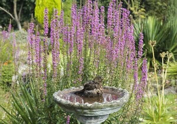 European Blackbird (Turdus merula) adult female, bathing in garden birdbath, Essex, England, august