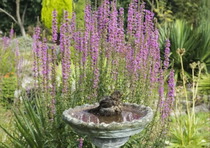 Framed Print : European Blackbird (Turdus merula) adult female, bathing in garden birdbath, Essex, England, august Framed Print : European Blackbird (Turdus merula) adult female, bathing in garden birdbath, Essex, England, august