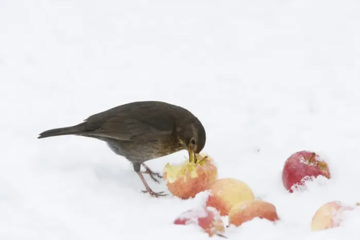 Framed Print : European Blackbird (Turdus merula) adult female, feeding on apples in snow, Essex, England, january Framed Print : European Blackbird (Turdus merula) adult female, feeding on apples in snow, Essex, England, january