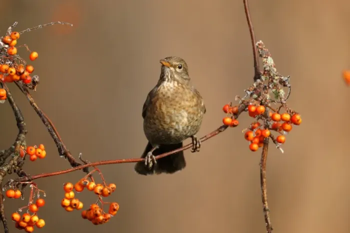 Framed Print : European Blackbird (Turdus merula) adult female, feeding on rowan berries, Midlands, England, december Framed Print : European Blackbird (Turdus merula) adult female, feeding on rowan berries, Midlands, England, december