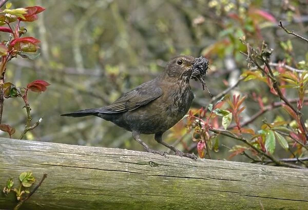 European Blackbird (Turdus merula) adult female, with mud in beak, collecting nesting material, West Sussex, England, march