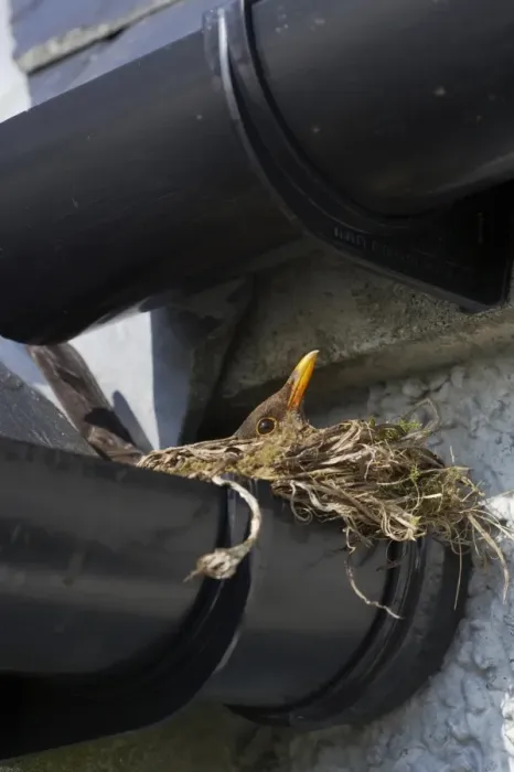 Framed Print : European Blackbird (Turdus merula) adult female, sitting on nest in croft guttering, South Uist, Outer Hebrides, Scotland Framed Print : European Blackbird (Turdus merula) adult female, sitting on nest in croft guttering, South Uist, Outer Hebrides, Scotland