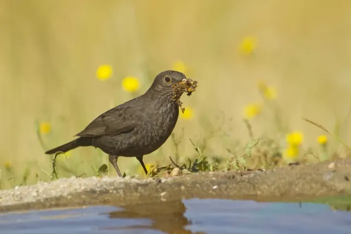 Framed Print : European Blackbird (Turdus merula) adult female, collecting nesting material at edge of pool, Spain, may Framed Print : European Blackbird (Turdus merula) adult female, collecting nesting material at edge of pool, Spain, may