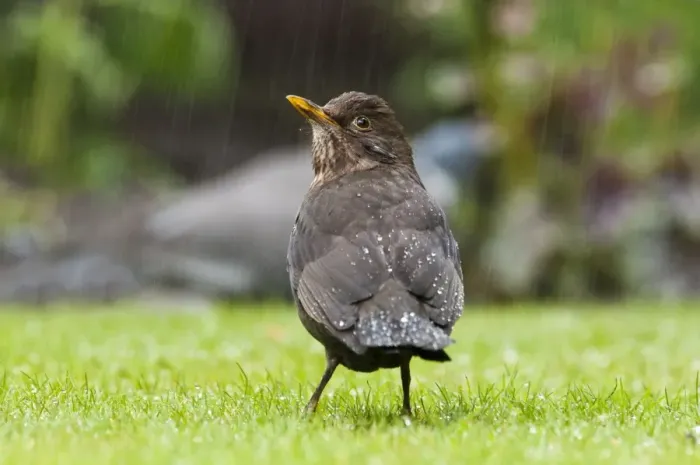 Framed Print : European Blackbird (Turdus merula) adult female, foraging on garden lawn during rainfall, Belvedere, Bexley, Kent Framed Print : European Blackbird (Turdus merula) adult female, foraging on garden lawn during rainfall, Belvedere, Bexley, Kent