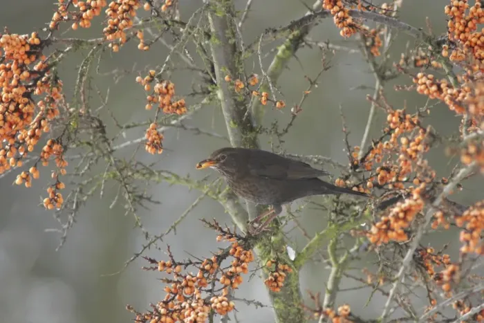 Framed Print : European Blackbird (Turdus merula) adult female, feeding on Sea Buckthorn (Hippophae rhamnoides) berries Framed Print : European Blackbird (Turdus merula) adult female, feeding on Sea Buckthorn (Hippophae rhamnoides) berries