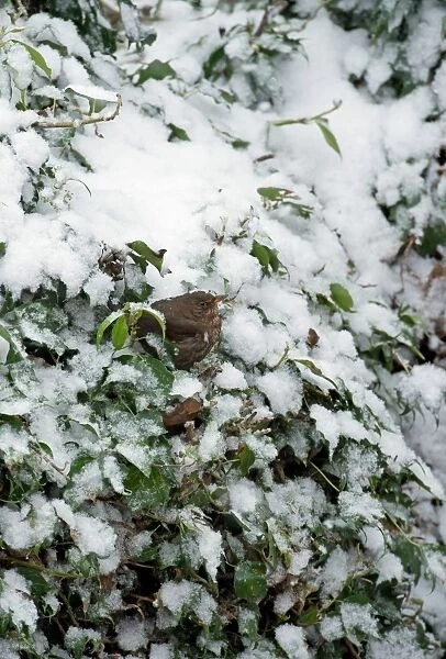 European Blackbird (Turdus merula) adult female, perched amongst snow covered Common Ivy (Hedera helix) leaves