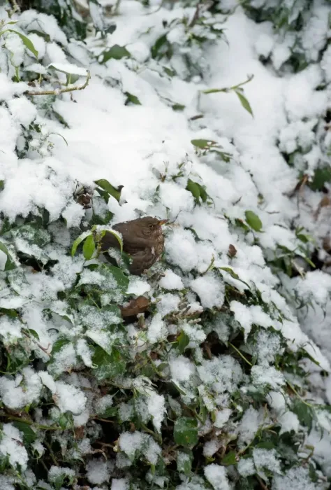 Framed Print : European Blackbird (Turdus merula) adult female, perched amongst snow covered Common Ivy (Hedera helix) leaves Framed Print : European Blackbird (Turdus merula) adult female, perched amongst snow covered Common Ivy (Hedera helix) leaves