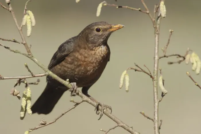 Framed Print : European Blackbird (Turdus merula) adult female, perched on Common Hazel (Corylus avellana) twig with catkins