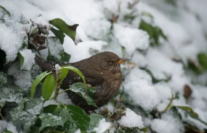 Framed Print : European Blackbird (Turdus merula) adult female, perched amongst snow covered Common Ivy (Hedera helix) leaves Framed Print : European Blackbird (Turdus merula) adult female, perched amongst snow covered Common Ivy (Hedera helix) leaves