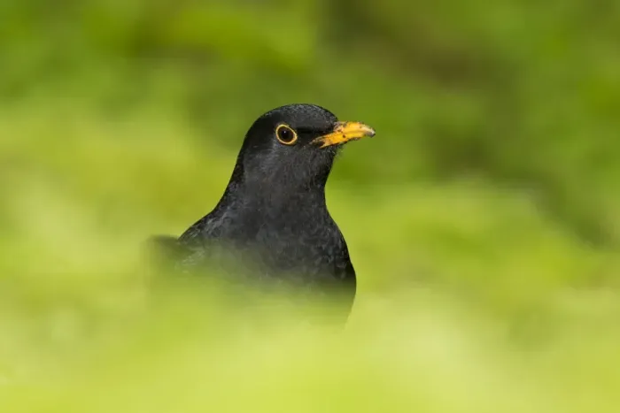 Framed Print : European Blackbird (Turdus merula) adult male, standing amongst moss, Suffolk, England, January Framed Print : European Blackbird (Turdus merula) adult male, standing amongst moss, Suffolk, England, January