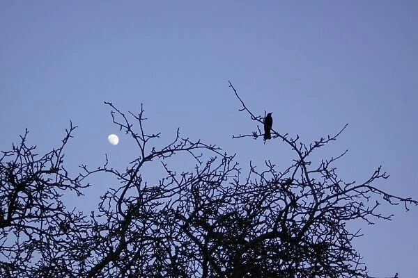 European Blackbird (Turdus merula) adult male, perched on top of bare bush, at twilight with moon in sky