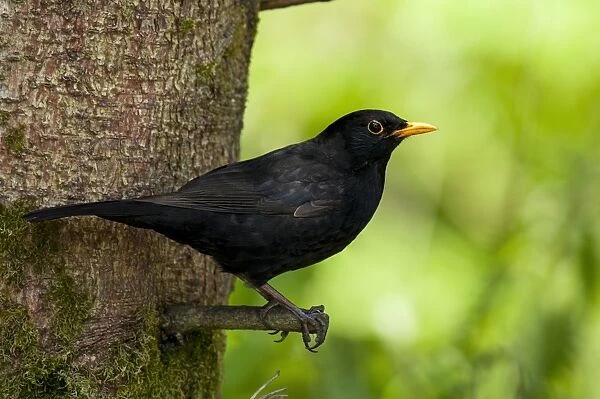 European Blackbird (Turdus merula) adult male, perched on twig protruding from tree trunk, Hale, Cumbria, England, May